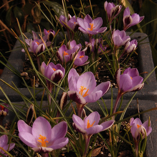 Crocus biflorus subsp. isauricus "Spring Beauty" (?)