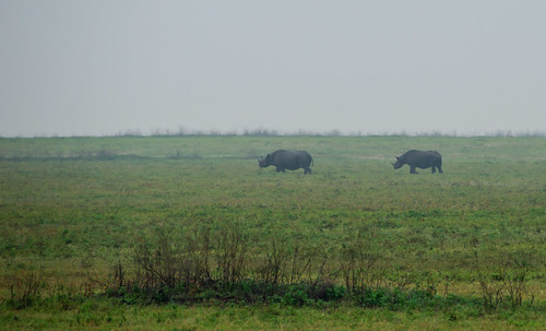 Rhinos in the Mist