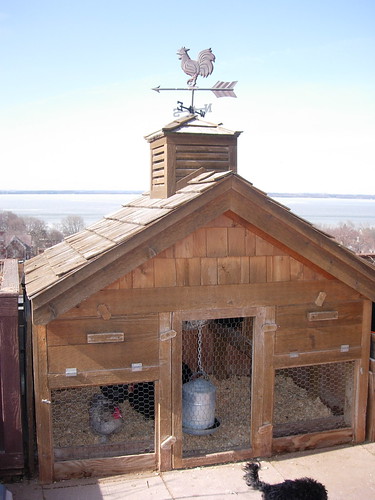 Chicken Coop with a View