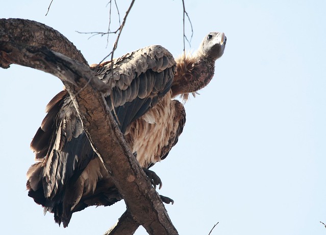 Indian Vulture