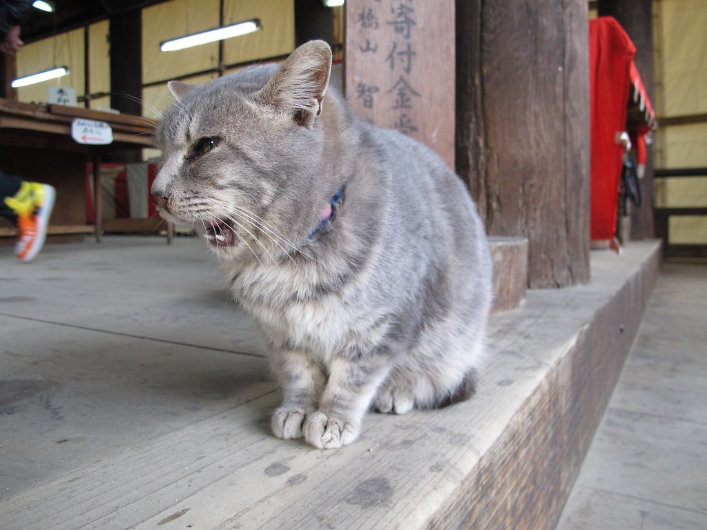智恩寺の猫