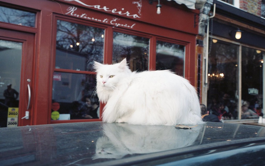 just a cat on a car