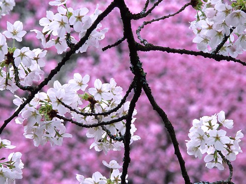 cherry_blossom_1600x1200