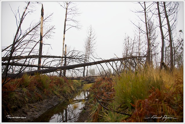 Forêt landaise dévastée | Devastated forest in Landes