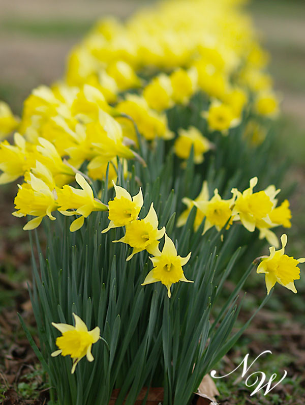 59/365 daffodil