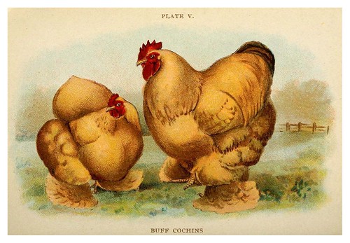 022-Biggle poultry book…1909- Jacob Biggle