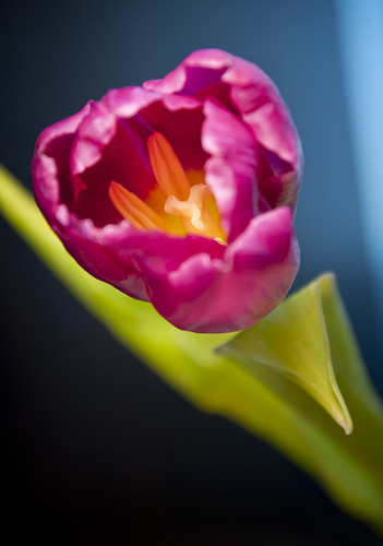 Tulip ©  Alexander Fisher