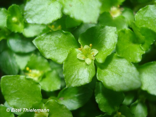 Flor de <i>Nertera granadensis</i>, de pétalos verdosos.