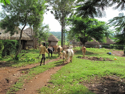 Small-holder livestock system in western Kenya