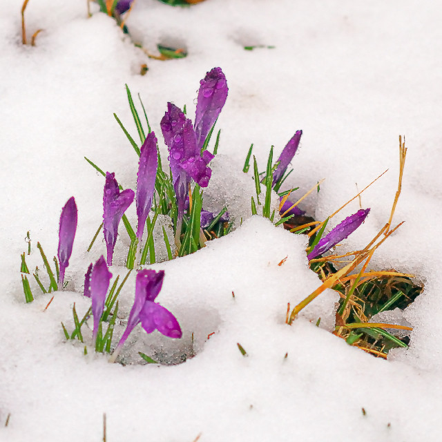 Francis Park, in Saint Louis, Missouri, USA - First flowers of spring, in the snow