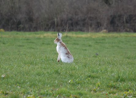 Irish White Hare