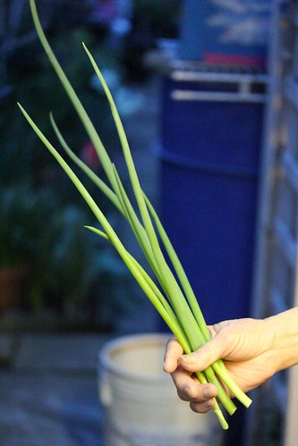 Harvested Green Onions