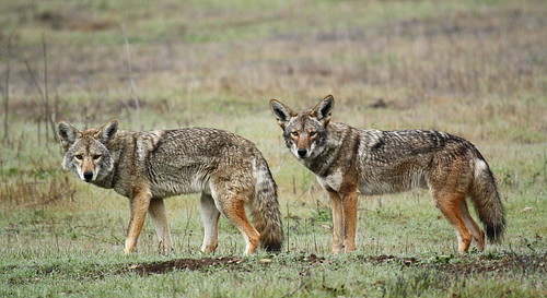 Coyote Pack (Part 1 of 5)