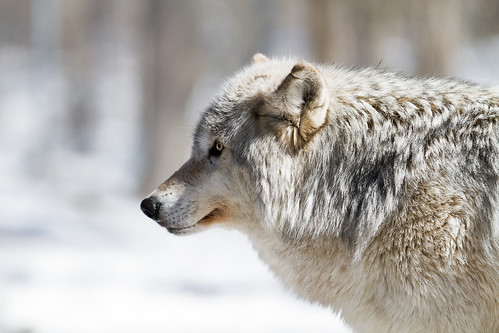 Montana, a Gray/Timber Wolf from the Muskoka Wildlife Centre by Christopher Brian's Photography