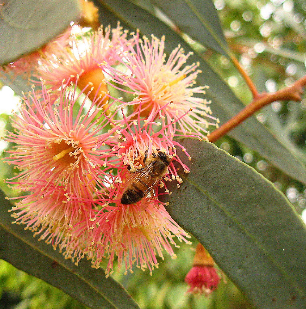 29-01-2011-eucalyptus-torquata-flower2