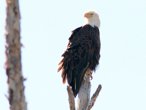 Bald Eagle male 2-20110130