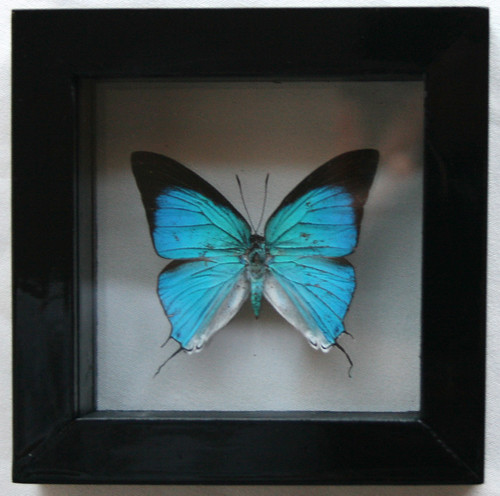 Free Framed Blue Butterfly Giveaway of the Week: Ben the Butterfly Guy