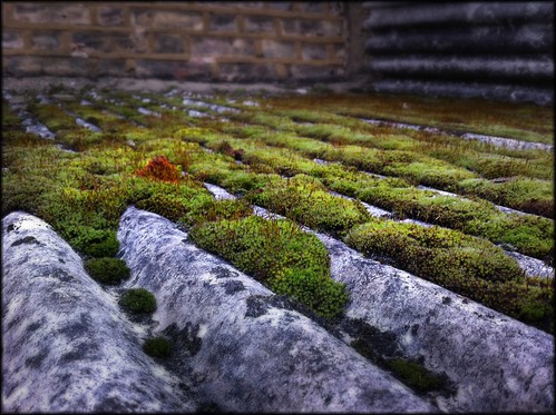 moss of rooftop