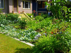 front vegetable garden, Vancouver (by: Al Pasternak, creative commons license)