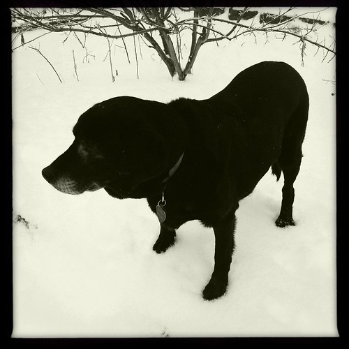 Dogs in the snow, 3 of 4: Sara
