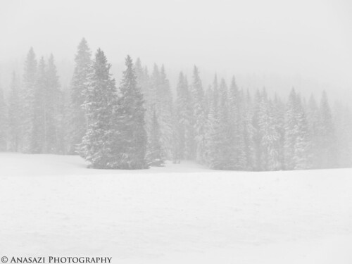 Snow & Pine