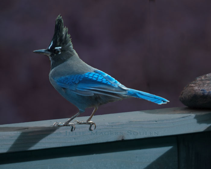 A brilliant blue Steller's Jay perches on a silvery blue fence rail in a night time midnight setting.