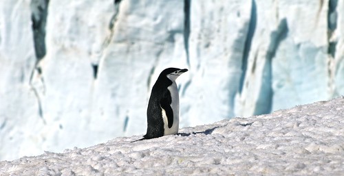 Chinstrap penguin (Pygoscelis antarcticus) by McKnight_Marine