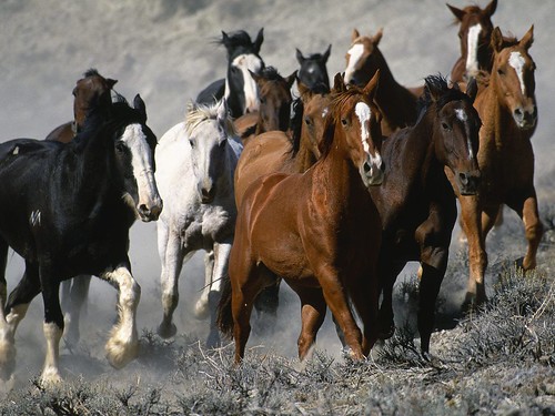 horses wallpaper horse backgrounds. Wallpapers of Horses, these