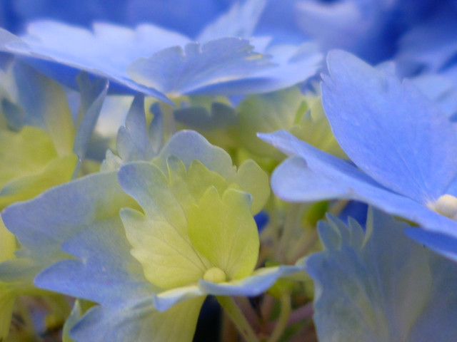 hydrangea blue