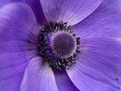 Purple flower of Cedar Cottage - 032720114585