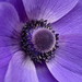 Purple flower of Cedar Cottage - 032720114585
