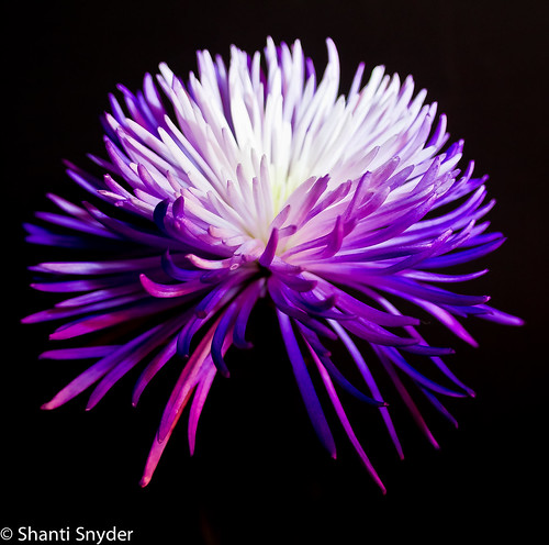 Flower. by shantisphotos
