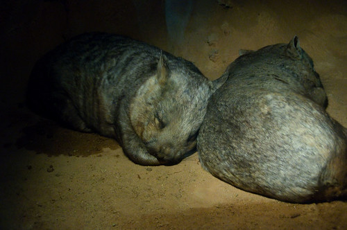 Wombats Sleeping in their burrow