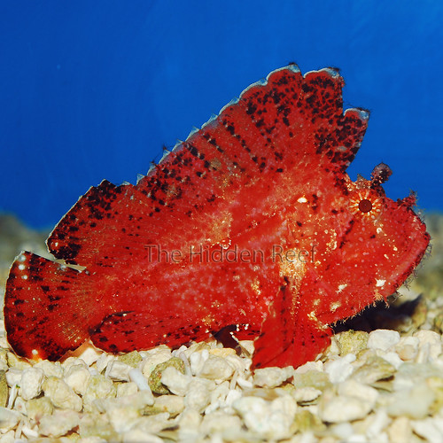 Red Hawaiian Leaf Fish