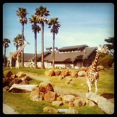 Hooray giraffes!