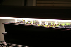 seedlings 021