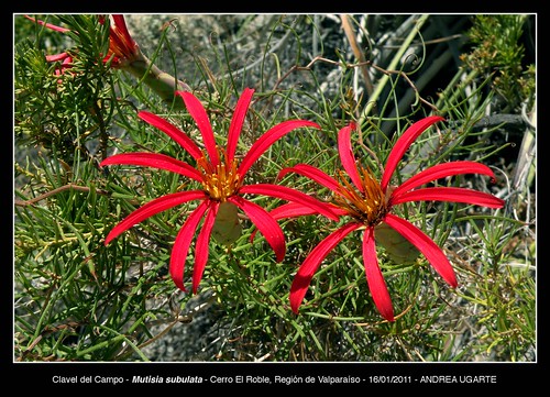 Detalle de flores y follaje de Mutisia subulata