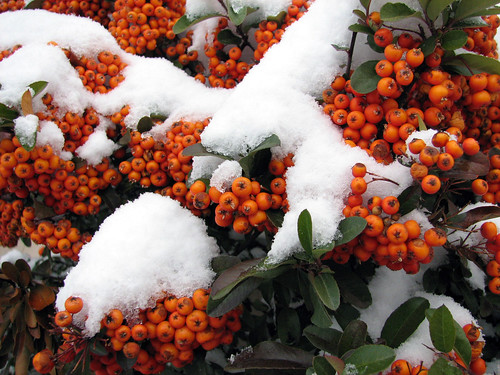 Berries N Snow