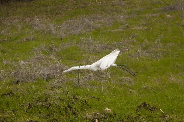 IMG_1830 Great egret catching a vole 2