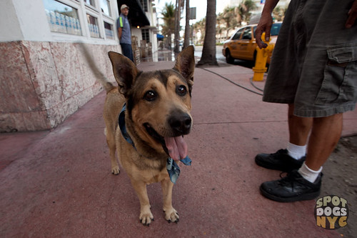 Rusty - Famous dog in South Beach Miami