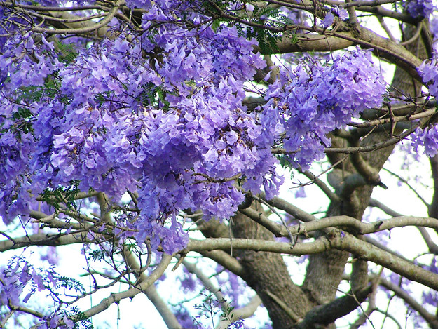 purple jacaranda