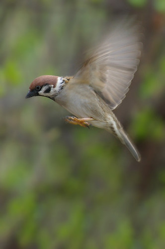 Tree Sparrow 17.1