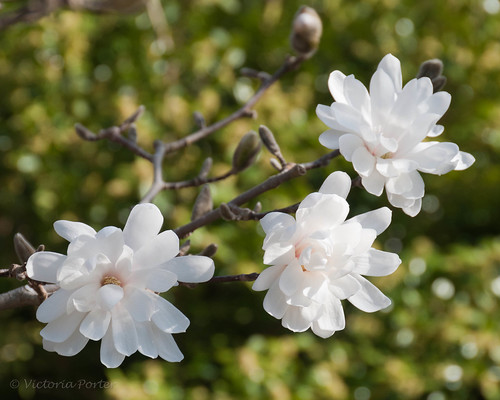 Star Magnolia blossoms against a green bokeh...