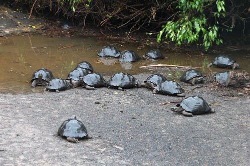 Tortoise nursery
