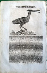 Горный ибис - Geronticus eremit - из средневековой книги