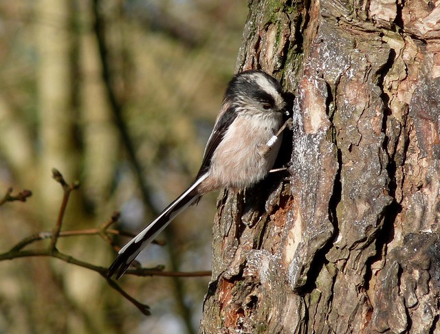 24024 - Long Tailed Tit, WWT Llanelli