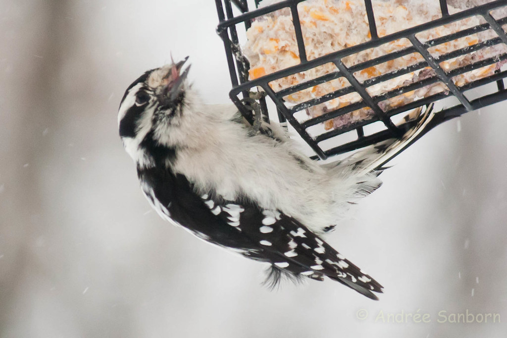 Downy woodpecker (7 of 8).jpg