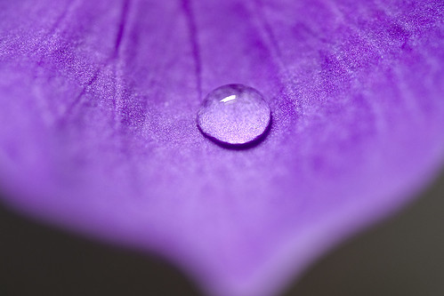 Macro - Purple Flower Drop