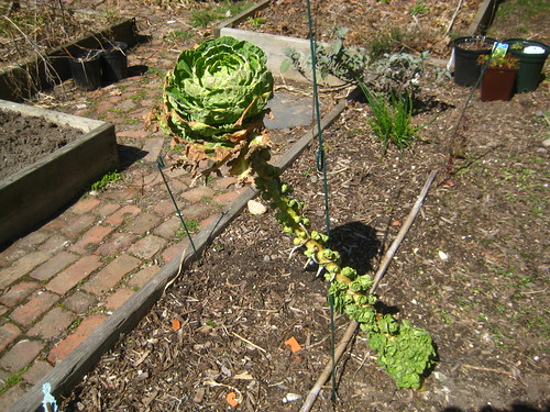 brussels sprouts that wintered over