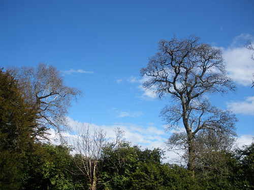 Kilmacurragh Arboretum, Co. Wicklow